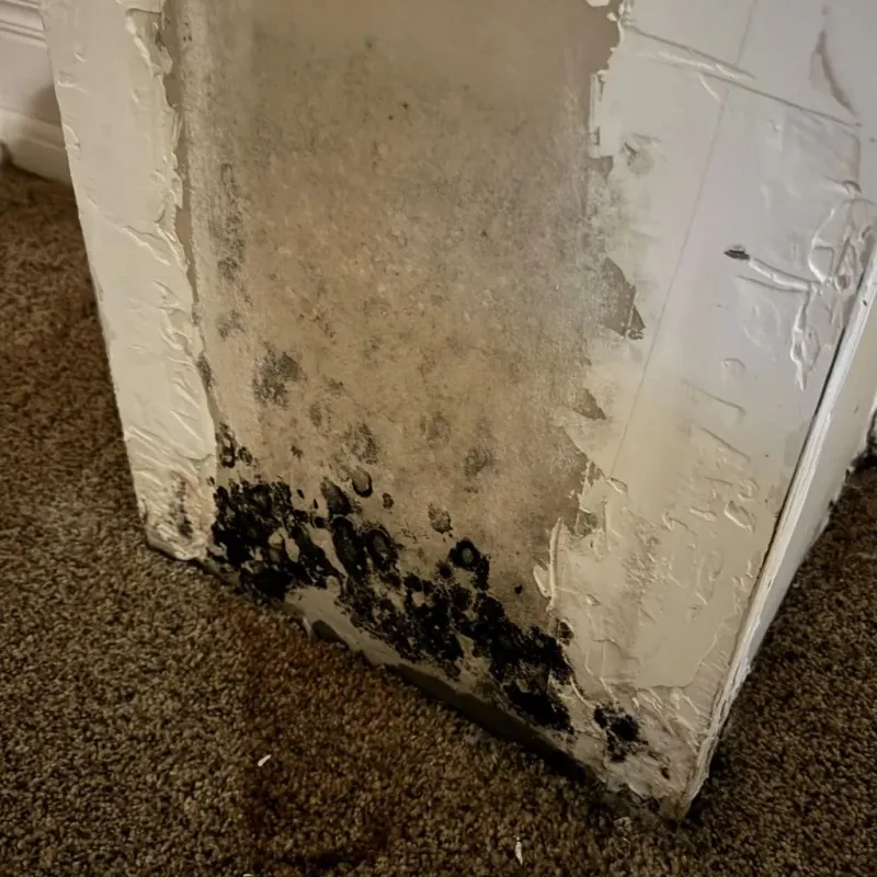 Professional Mold Removal in Mitchell County, TX